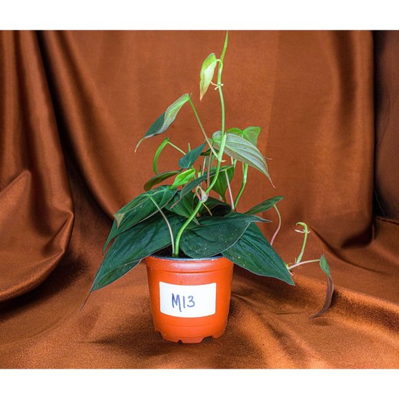 Philodendron Micans 4" US Seller Potted RARE Philo - Picture 1 of 1